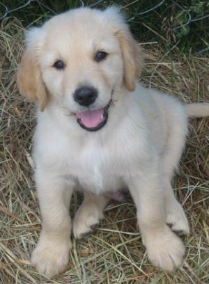 AKCGoldenRetrieverPuppies